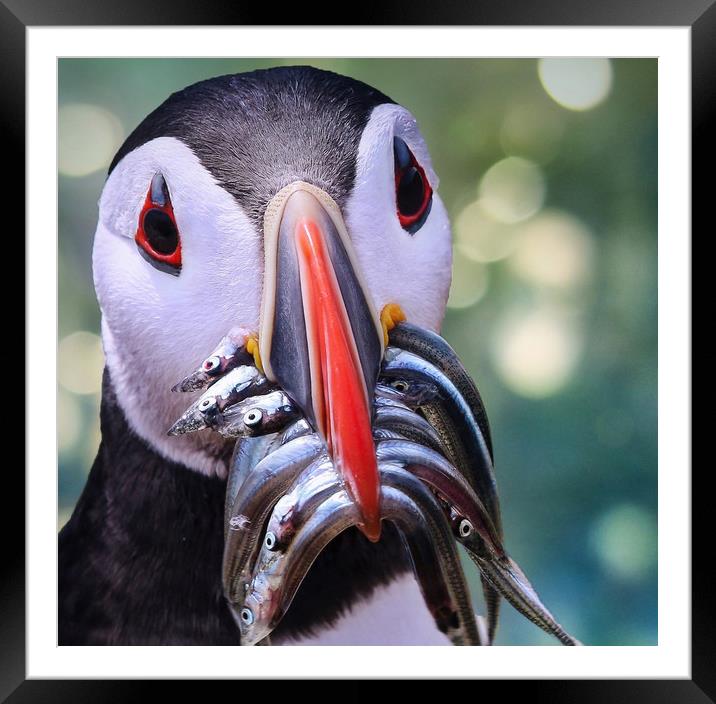 Puffins Paradise Framed Mounted Print by Simon Marlow