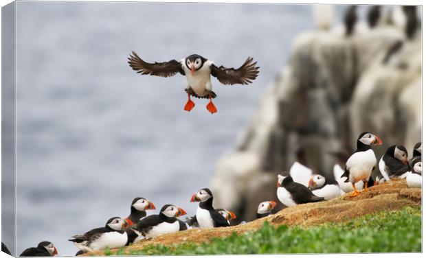 Atlantic Puffin landing gracefully Canvas Print by Simon Marlow
