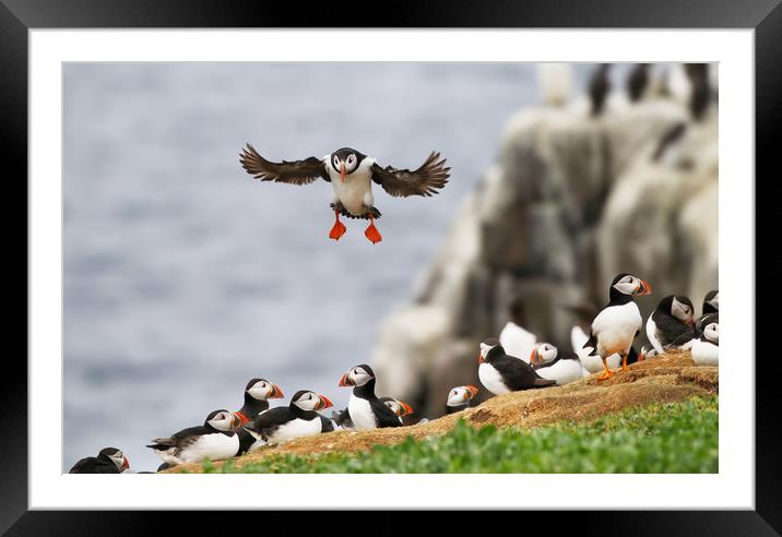 Atlantic Puffin landing gracefully Framed Mounted Print by Simon Marlow