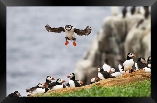 Atlantic Puffin landing gracefully Framed Print by Simon Marlow