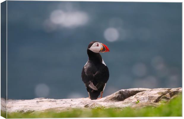 Majestic Atlantic Puffin on the Rocks Canvas Print by Simon Marlow