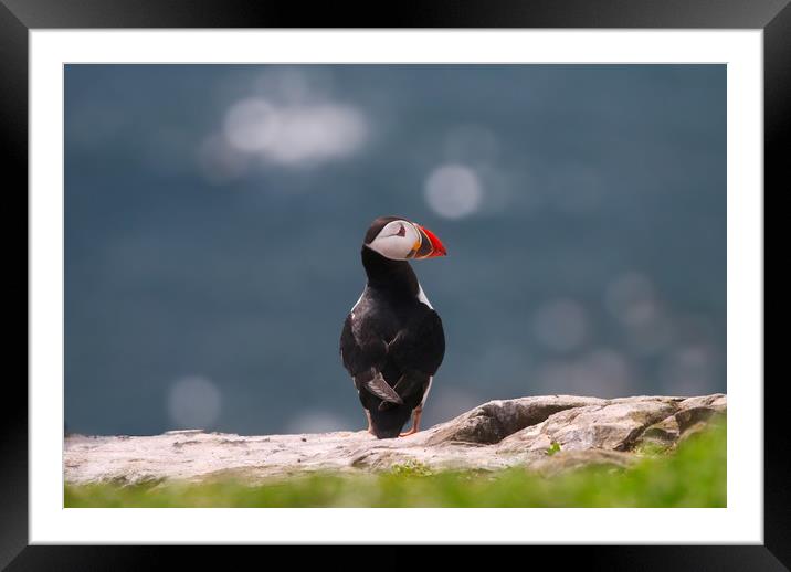 Majestic Atlantic Puffin on the Rocks Framed Mounted Print by Simon Marlow