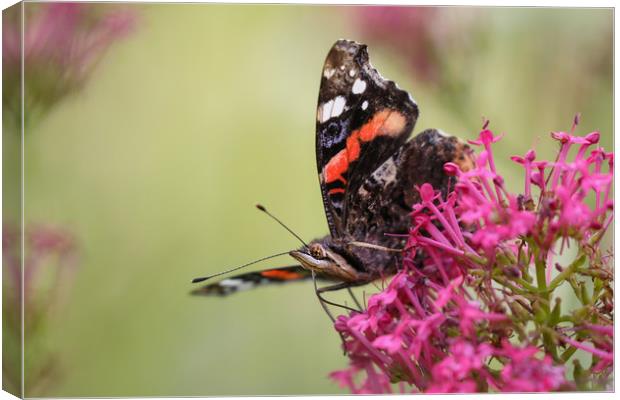 Red Admiral Butterfly on a flower Canvas Print by Simon Marlow