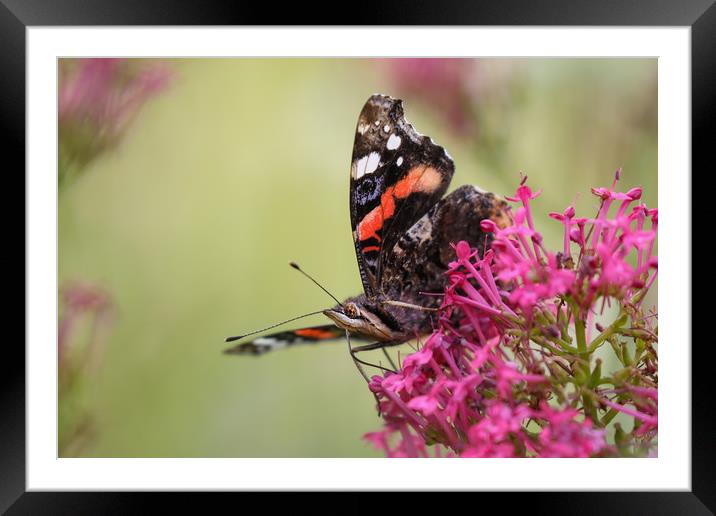 Red Admiral Butterfly on a flower Framed Mounted Print by Simon Marlow