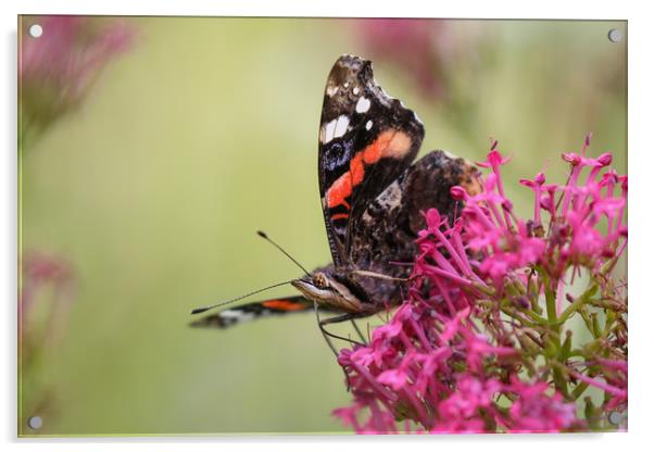 Red Admiral Butterfly on a flower Acrylic by Simon Marlow
