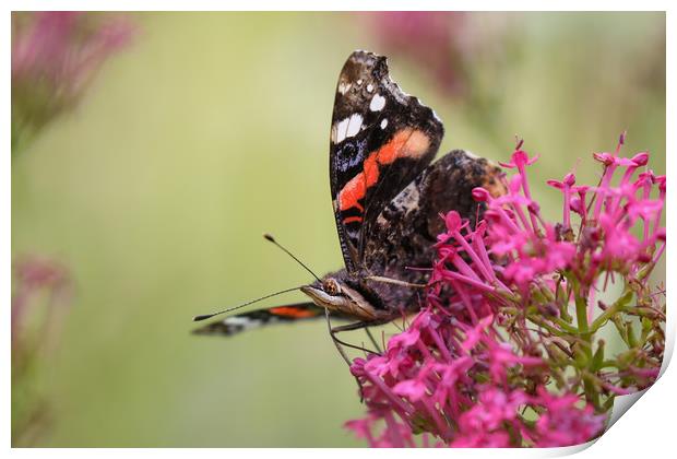 Red Admiral Butterfly on a flower Print by Simon Marlow