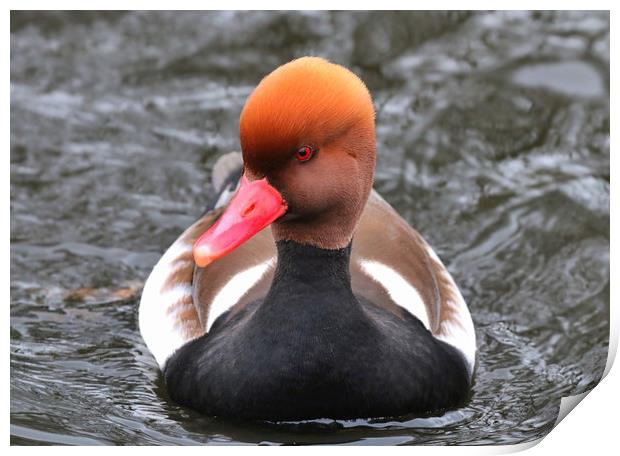 Red Crested Pochard coming towards you Print by Simon Marlow