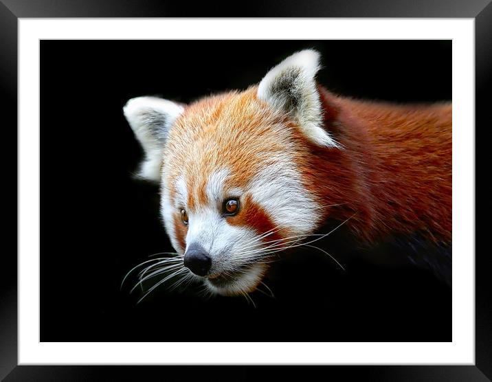 Beautiful Red Panda against a dark background Framed Mounted Print by Simon Marlow