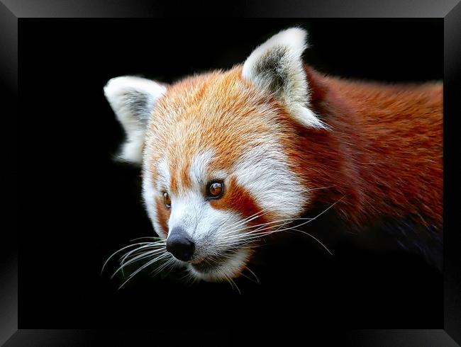 Beautiful Red Panda against a dark background Framed Print by Simon Marlow