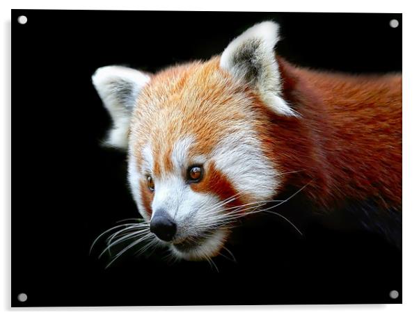 Beautiful Red Panda against a dark background Acrylic by Simon Marlow