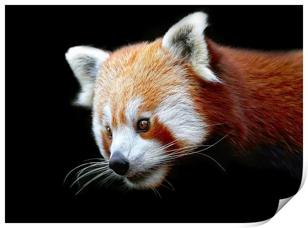 Beautiful Red Panda against a dark background Print by Simon Marlow