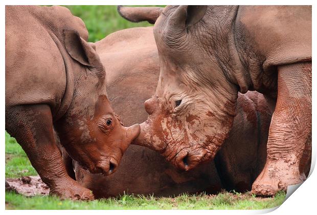 Majestic Rhinos in the Wild Print by Simon Marlow