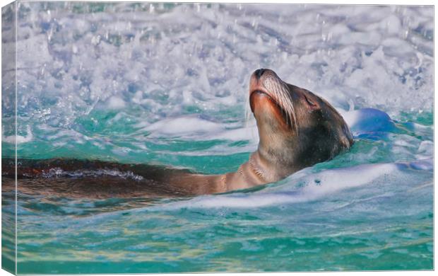 Sea Lion swimming on it's back in the water Canvas Print by Simon Marlow
