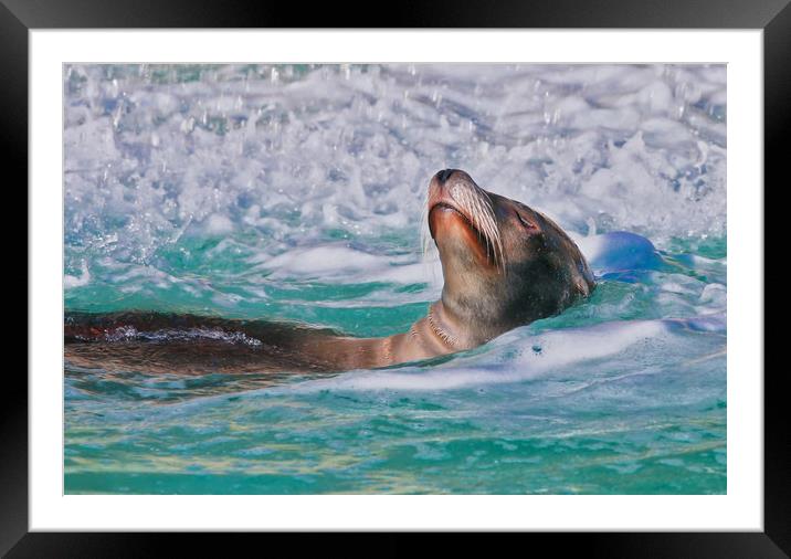Sea Lion swimming on it's back in the water Framed Mounted Print by Simon Marlow