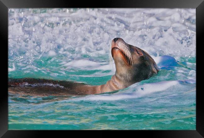 Sea Lion swimming on it's back in the water Framed Print by Simon Marlow