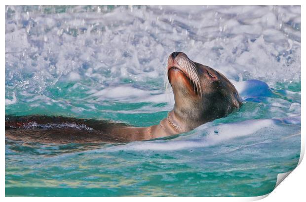 Sea Lion swimming on it's back in the water Print by Simon Marlow