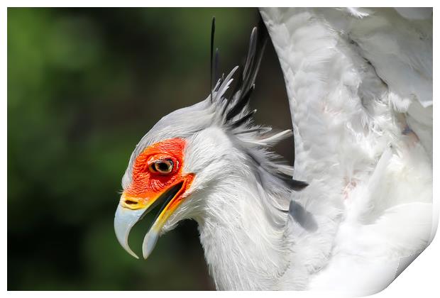 Majestic Secretary Bird Soaring High Print by Simon Marlow