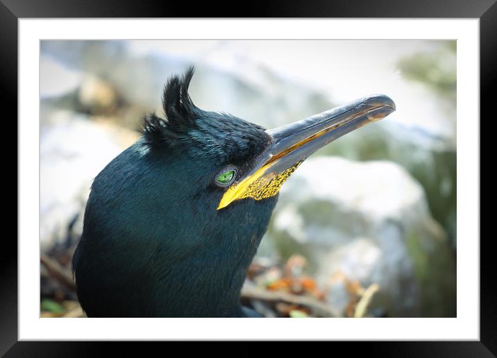 A Shag on the rocks in Northumberland Framed Mounted Print by Simon Marlow