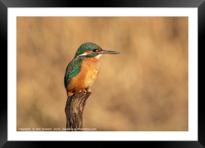 River Kingfisher Framed Mounted Print by Alec Stewart