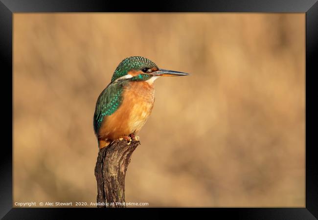 River Kingfisher Framed Print by Alec Stewart