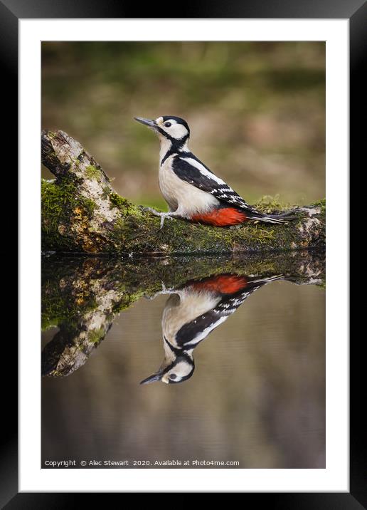 Great spotted woodpecker Framed Mounted Print by Alec Stewart