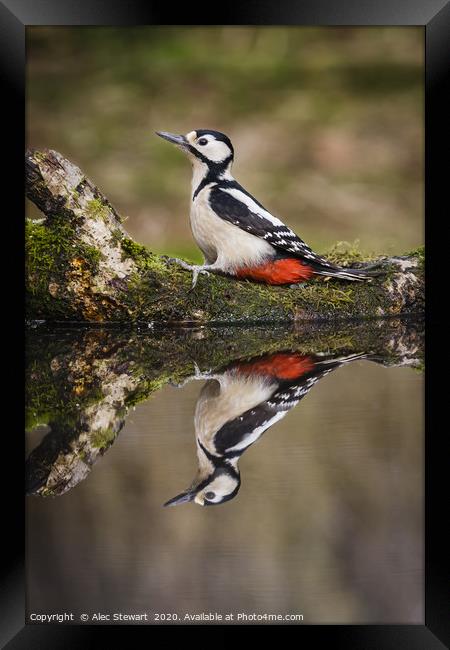 Great spotted woodpecker Framed Print by Alec Stewart