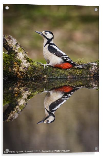 Great spotted woodpecker Acrylic by Alec Stewart