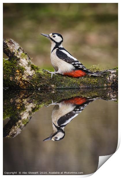 Great spotted woodpecker Print by Alec Stewart