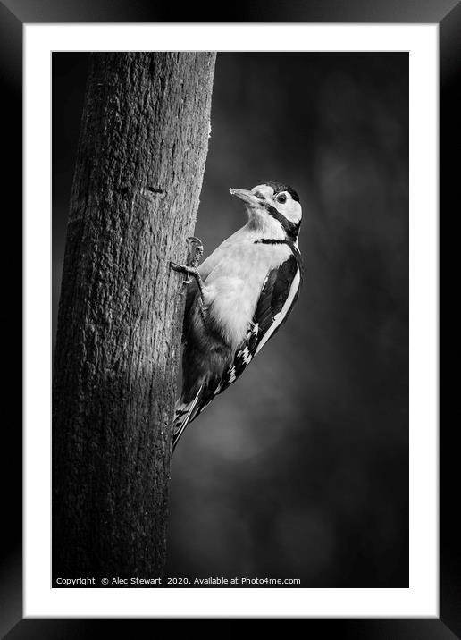 Great spotted woodpecker in Mono Framed Mounted Print by Alec Stewart