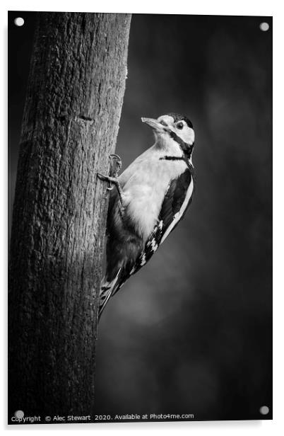 Great spotted woodpecker in Mono Acrylic by Alec Stewart