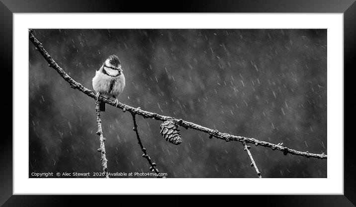 Blue Tit in the Rain Framed Mounted Print by Alec Stewart