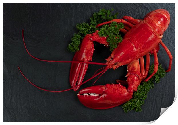 Whole red lobster with fresh parsley on slate ston Print by Thomas Baker