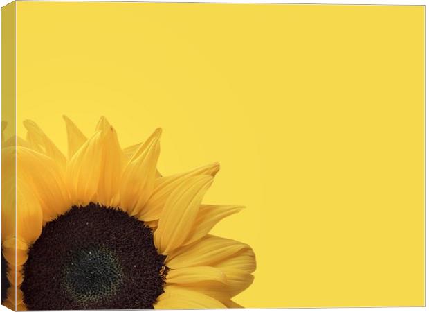 Radiant Sunflower Canvas Print by Beryl Curran