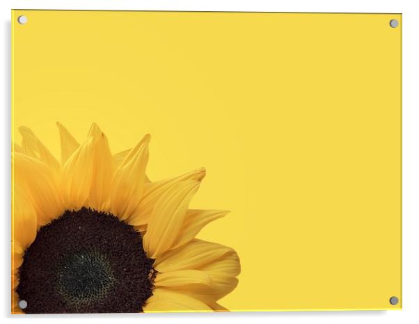 Radiant Sunflower Acrylic by Beryl Curran