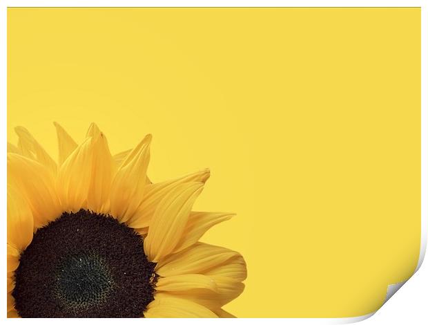 Radiant Sunflower Print by Beryl Curran