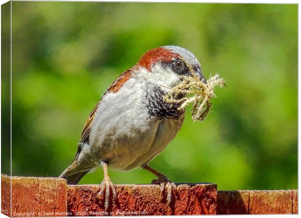 Nesting Material Canvas Print by Jane Metters