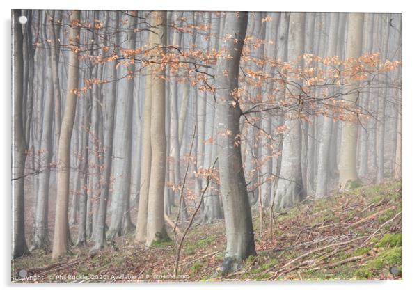 Misty Beech Woodland Acrylic by Phil Buckle