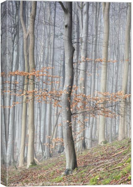 Mysterious Beech Tree Woodland Canvas Print by Phil Buckle