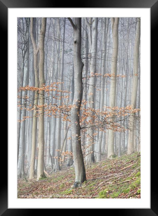 Mysterious Beech Tree Woodland Framed Mounted Print by Phil Buckle