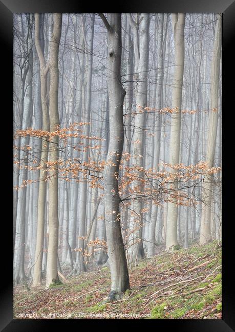 Mysterious Beech Tree Woodland Framed Print by Phil Buckle