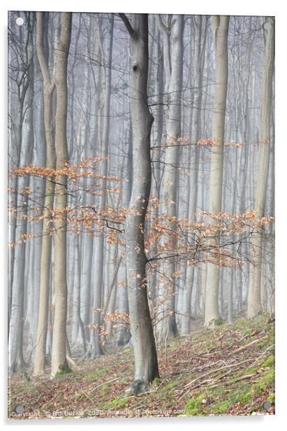 Mysterious Beech Tree Woodland Acrylic by Phil Buckle
