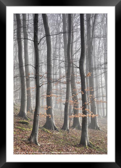 Beech Tree Woodland and Mist Framed Mounted Print by Phil Buckle