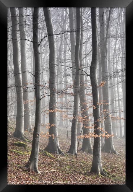 Beech Tree Woodland and Mist Framed Print by Phil Buckle