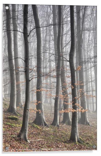 Beech Tree Woodland and Mist Acrylic by Phil Buckle