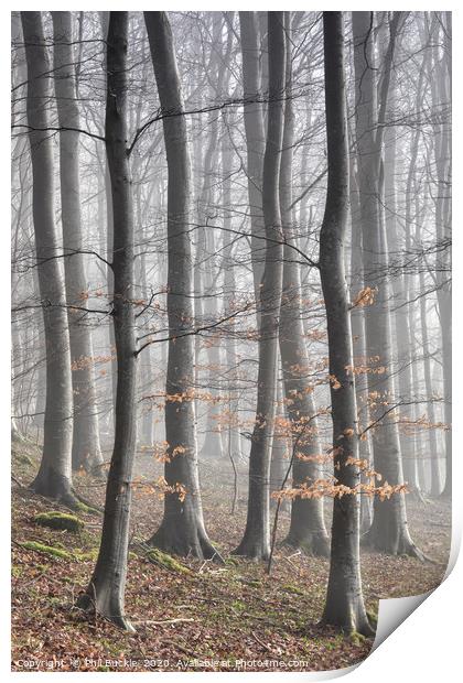 Beech Tree Woodland and Mist Print by Phil Buckle