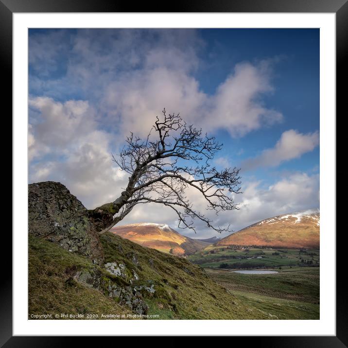 Low Rigg Lone Tree Framed Mounted Print by Phil Buckle