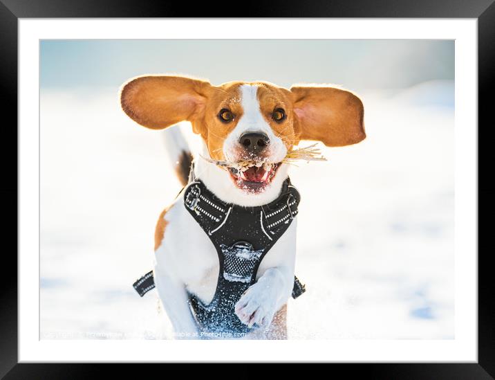 Tricolor beagle dog having fun in deep snow in win Framed Mounted Print by Przemek Iciak