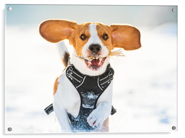 Tricolor beagle dog having fun in deep snow in win Acrylic by Przemek Iciak
