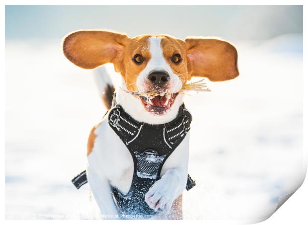 Tricolor beagle dog having fun in deep snow in win Print by Przemek Iciak