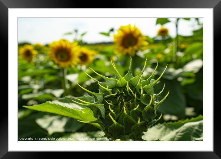 Sunflowers Framed Mounted Print by Sergio Delle Vedove
